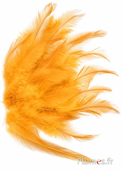 Haan - 8-12 cm - saffraan